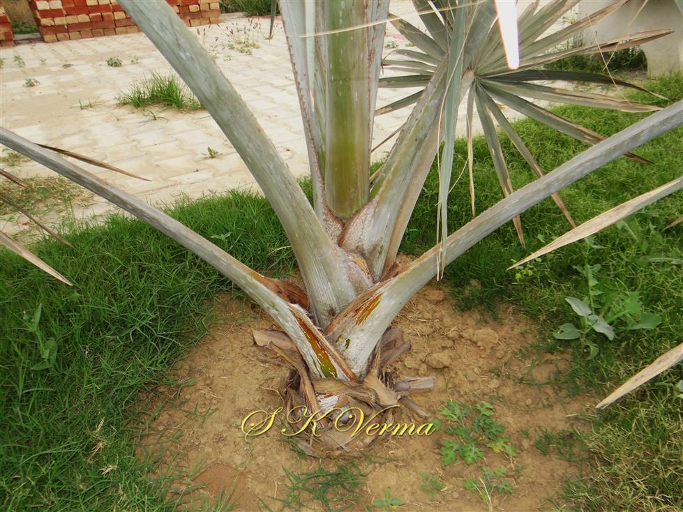  Leaf bases